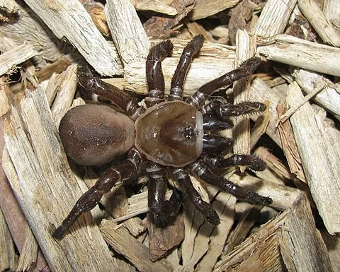trapdoor spider: any spider, of the family Ctenizidae, that constructs a silk-lined burrow with a hinged lid
