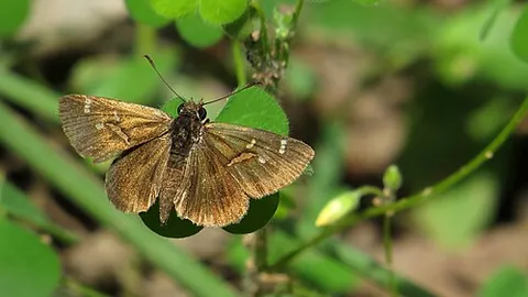 trapezitine: any skipper butterfly of the subfamily Trapezitinae