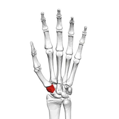 trapezium bone: a bone of the carpus at the base of the first metacarpal, or thumb