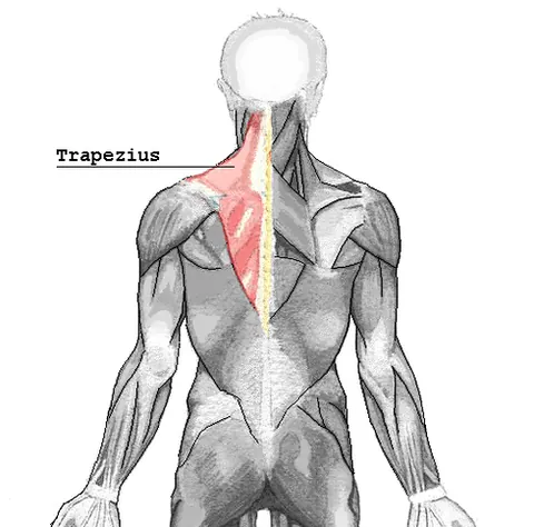 trapezius: a large vertebrate skeletal muscle divided into an ascending, descending, and transverse portion,...