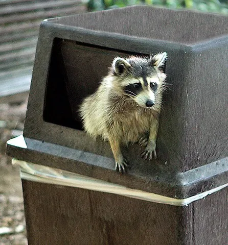 trash panda: a raccoon, especially one that forages in garbage cans