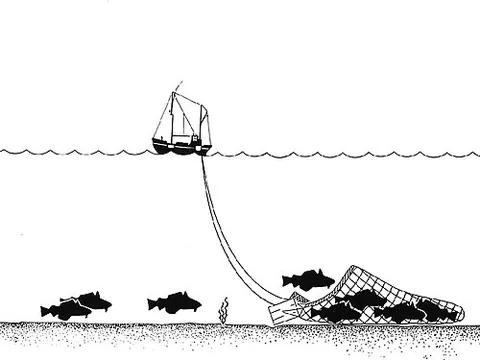 trawling: a commercial fishing technique in which a net is dragged by a moving boat. Not to be confused with...