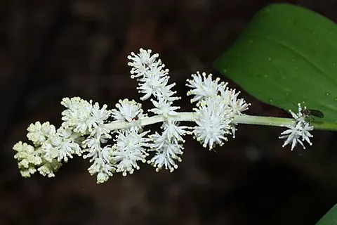 treacleberry: a flowering plant of species Maianthemum racemosum (formerly classified as Smilacina racemosa),...