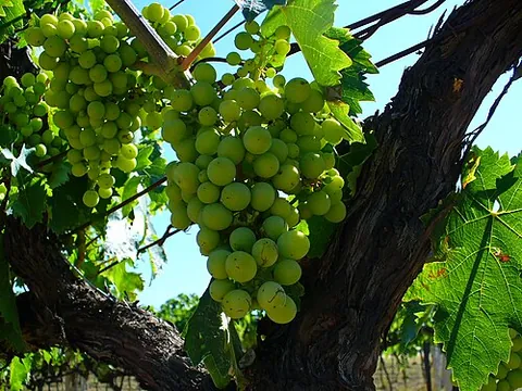 trebbiano: a widely cultivated Italian grape variety of high acidity, used in the production of white wine and...