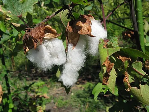 tree cotton: gossypium arboreum, a species of cotton native to India, Pakistan and other tropical and...
