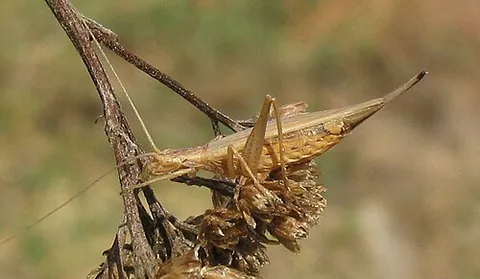 tree-cricket: a cricket of the subfamily Oecanthinae