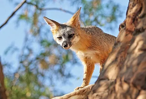 tree fox: the gray fox
