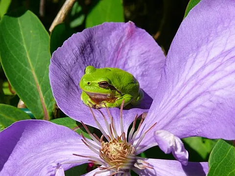 tree frog: a frog of the family Hylidae, of small size and more elegant in form than the true frogs (family...