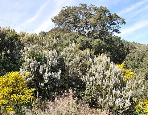 tree heath: the flowering plant Erica arborea, native to east Africa and the Mediterranean
