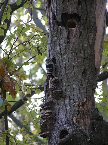 tree hollow: a semienclosed cavity which has naturally formed in the trunk or branch of a tree