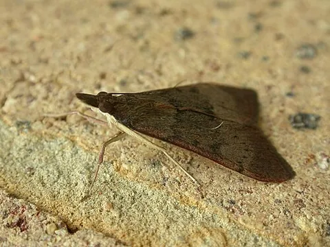 tree lucerne moth: uresiphita ornithopteralis, a species of Australian and Zealandian moth