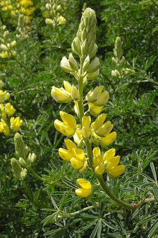 tree lupin: a species of flowering plant, Lupinus arboreus