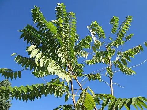 tree of heaven: an Asiatic tree, Ailanthus altissima, having foliage similar to that of the sumacs and ill-scented...