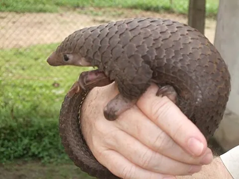 tree pangolin: a pangolin of species Phataginus tricuspis (syn. Manis tricuspis), found in southeastern Asia and...