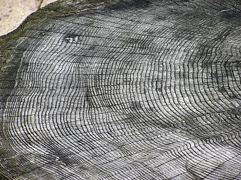 tree ring: the annual growth ring in the trunk of a tree