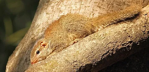 tree shrew: a small mammal native to the tropical forests of Southeast Asia, resembling the shrew, in order...