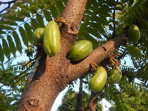 tree sorrel: the plant bilimbi, Averrhoa bilimbi