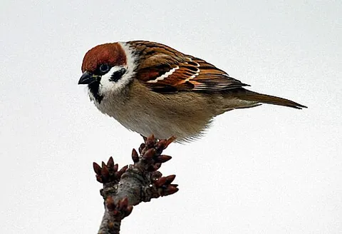 tree sparrow: a bird of the species Passer montanus
