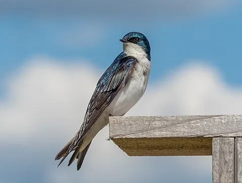 tree swallow: a migratory swallow, Tachycineta bicolor, found in North America
