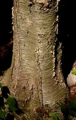 tree trunk: the main structural member of a tree