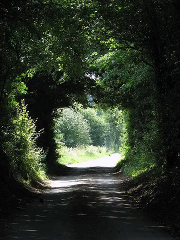 tree tunnel: a road or path with trees growing alongside and the branches meeting overhead