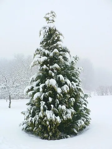 tree well: a hole or depression in the snow around the base of a tree caused by the tree's canopy preventing...