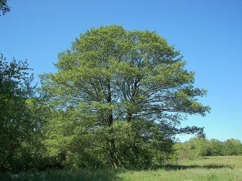 tree: a perennial woody plant taller and larger than a shrub with a wooden trunk and, at some distance...