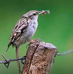 treecreeper: any of various small passerine birds of the genus Certhia which live in woodlands throughout the...