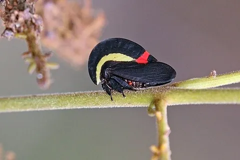 treehopper: an insect of the family Membracidae