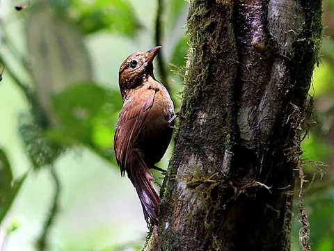 treehunter: any bird of the genera Thripadectes, Cichlocolaptes or Heliobletus, native to South America
