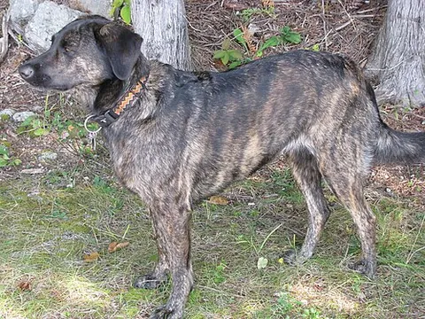 treeing tennessee brindle: a dog breed of cur