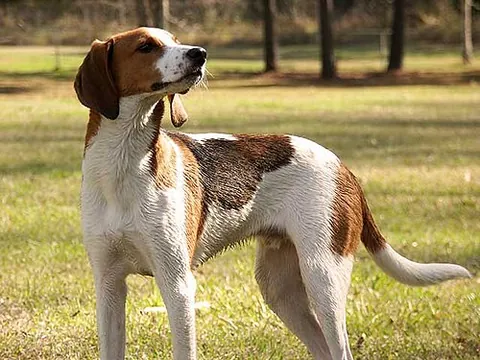 treeing walker coonhound: a breed of hound dog descended from the English Foxhounds and American Foxhounds, the breed...