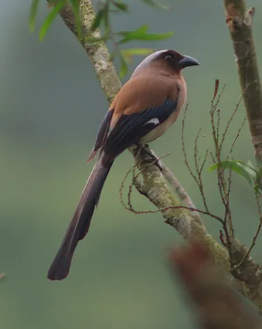 treepie: any of four closely related genera (Dendrocitta, Crypsirina, Temnurus and as of recently also...