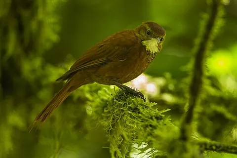 treerunner: a bird of the genera Margarornis or Pygarrhichas, native to Central and South America