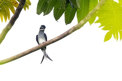 treeswift: any bird in the family Hemiprocnidae, closely related to the true swifts in the family Apodidae,...