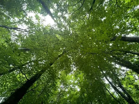 treetop: the crown or uppermost branches of a tree