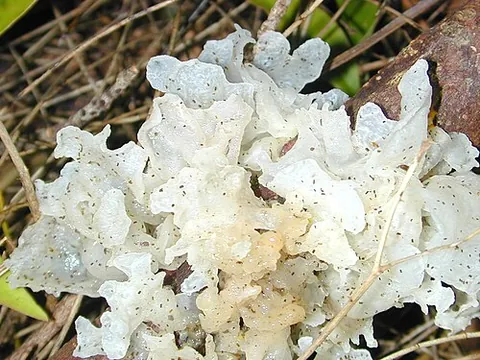 tremella: any fungus of the genus Tremella