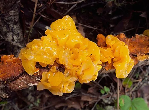 tremelloid: any of the jelly fungi of the order Tremellales, yeasts and parasitics of other fungi