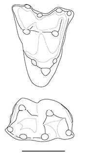 tribosphenic: describing the original placental molars that have a talonid in the lower molar teeth, where the...