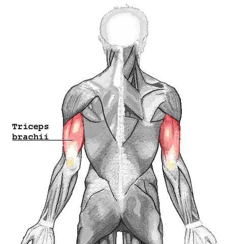 triceps: any muscle having three heads