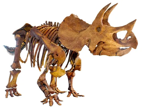triceratops: common name of the extinct genus Triceratops; herbivorous ceratopsids from the late Cretaceous