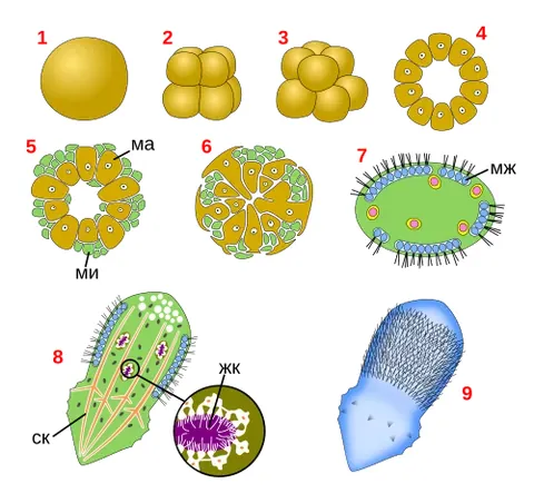 trichimella: an acorn-shaped free-swimming larva of sponges of the order Hexactinellida