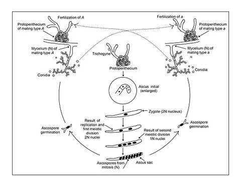trichogyne: the slender, hair-like cell which receives the fertilizing particles, or antherozoids, in female...