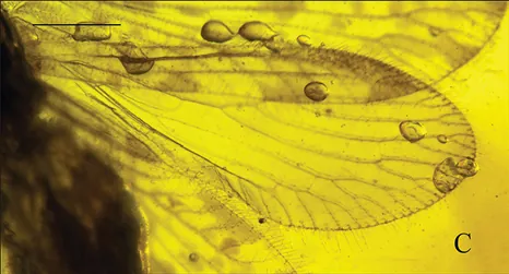 trichosor: any of certain wart-like structures along the wing edges of some lacewings that bear prominent,...