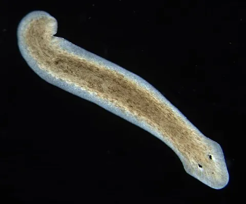 triclad: any of the turbellarian flatworms of order Tricladida
