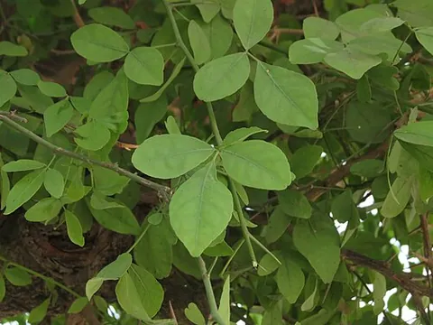 trifoliate: having or comprising three leaves, or (loosely) trifoliolate (with three leaflets) or having leaves...