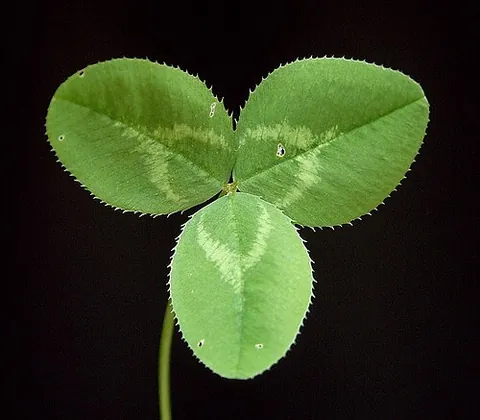 trifolium: any of the genus Trifolium of clovers and trefoils