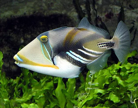 triggerfish: any of several brightly coloured fish, of the family Balistidae, that inhabit tropical reefs and...