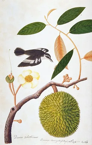 triller: a small passerine bird of the genus Lalage belonging to the cuckooshrike family Campephagidae, so...
