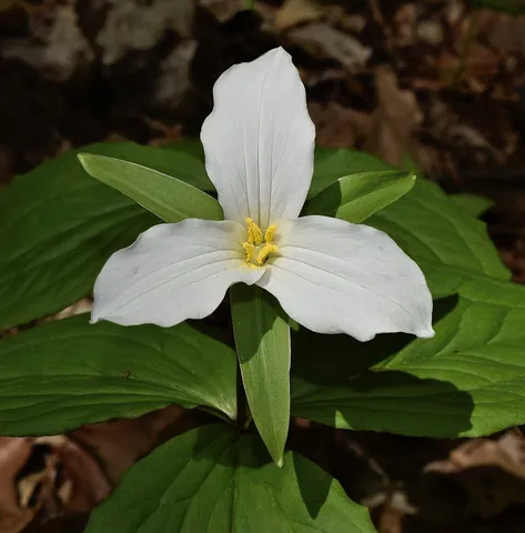 trillium: any of several perennial flowering plants, of the genus Trillium, having flowers with three petals